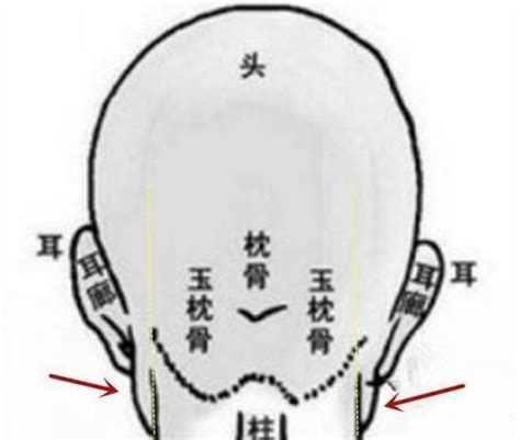 枕骨突出面相|《相学精义》头骨面相注解：耳后无枕骨，智力不足，。